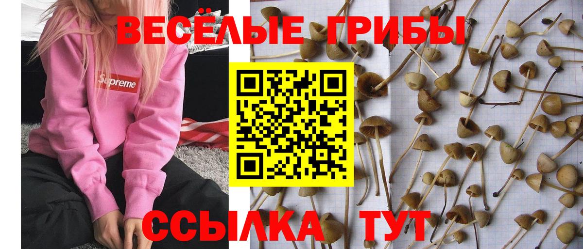 Галлюциногенные грибы GOLDEN TEACHER Камышин